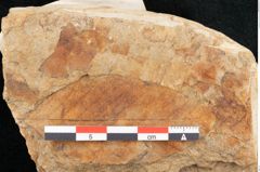Foto (Detailansicht) von Fagus pyrrhae Unger (NHMW-GEO-2024-0188-11593)